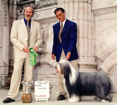 Barney won "Best Stud Dog" at numerous Specialties.
